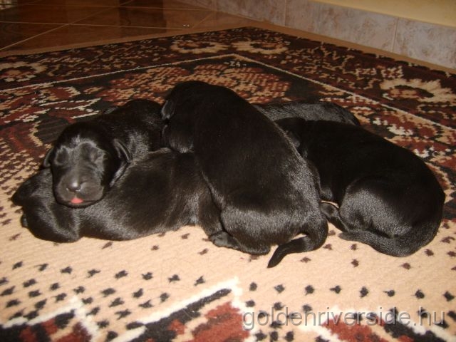 S6002737 kicsi.jpg - Labrador kiskutyk hrom naposan.